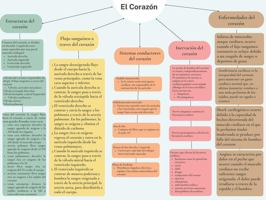 Mapa conceptual corazón