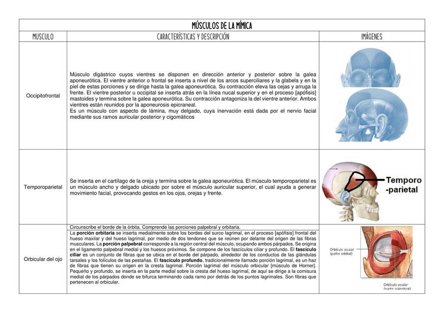 Músculos de la mímica resumen con imágenes