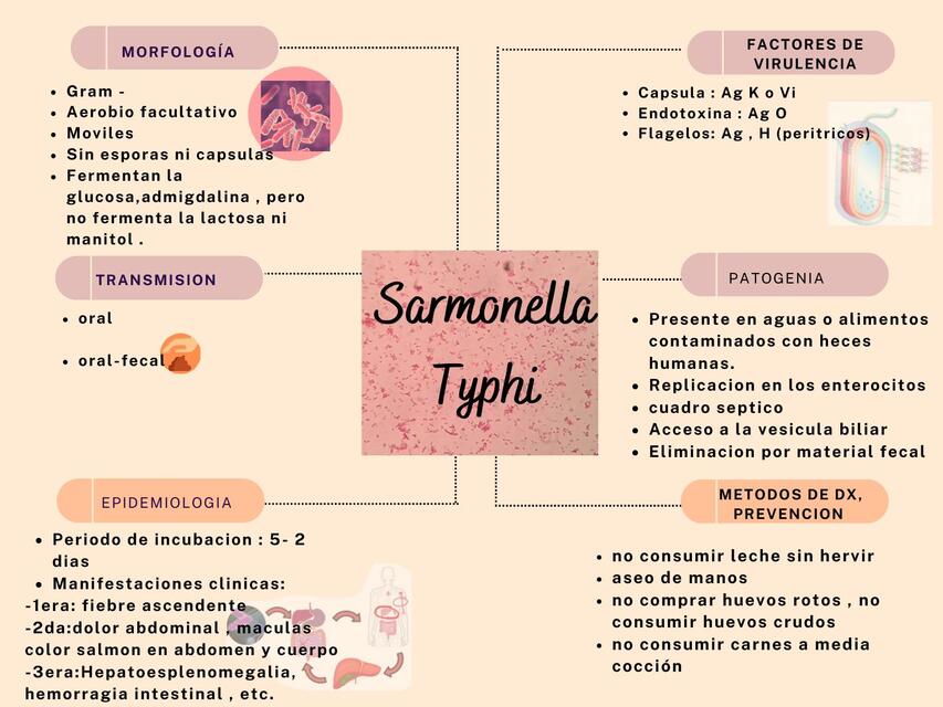 Sarmonella typhi  