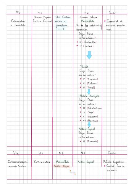 Vía Corticonuclear o Geniculada 