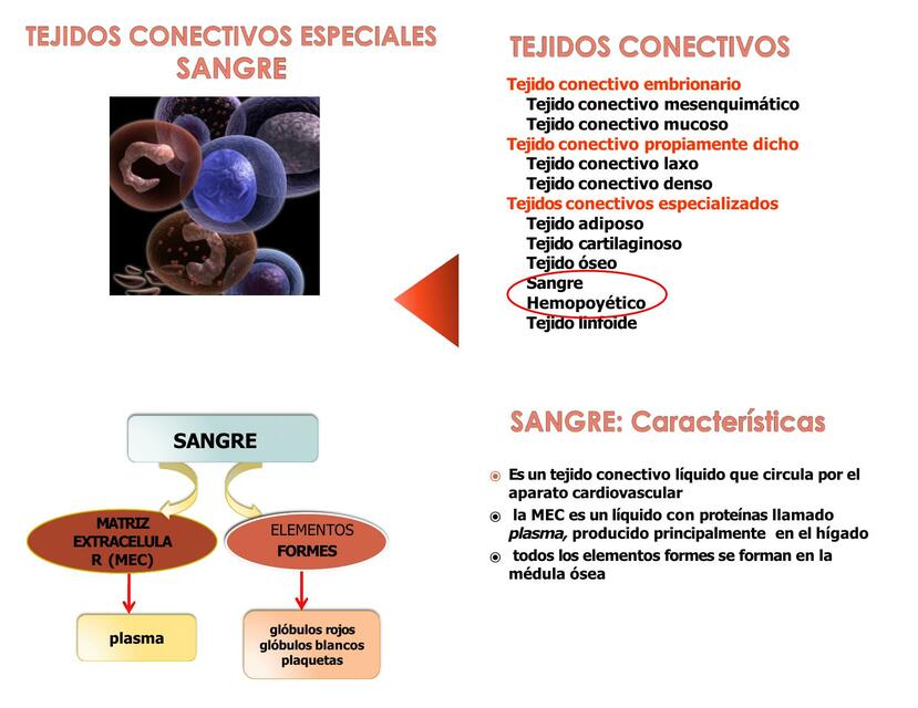 Tejidos conectivos especiales sangre