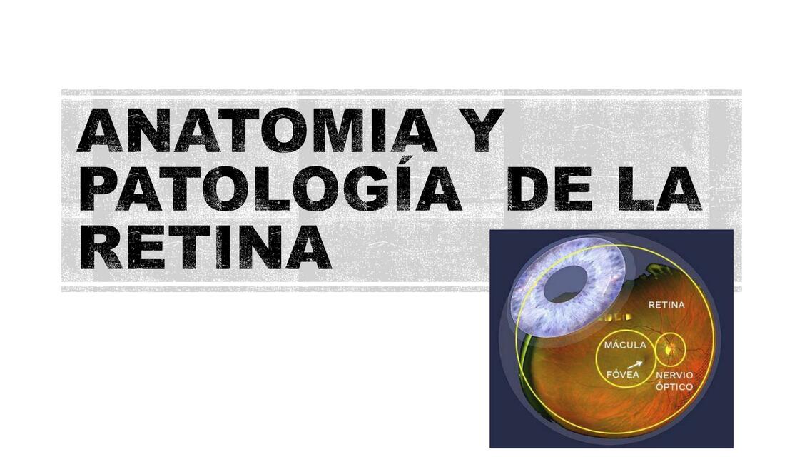 Anatomía y Patología de la Retina 