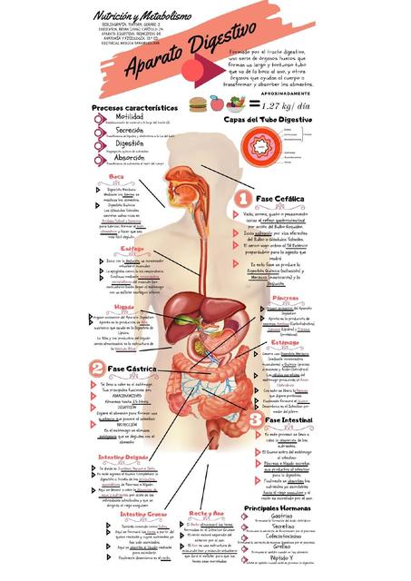 Anatomía y Fisiología del Aparato Digestivo