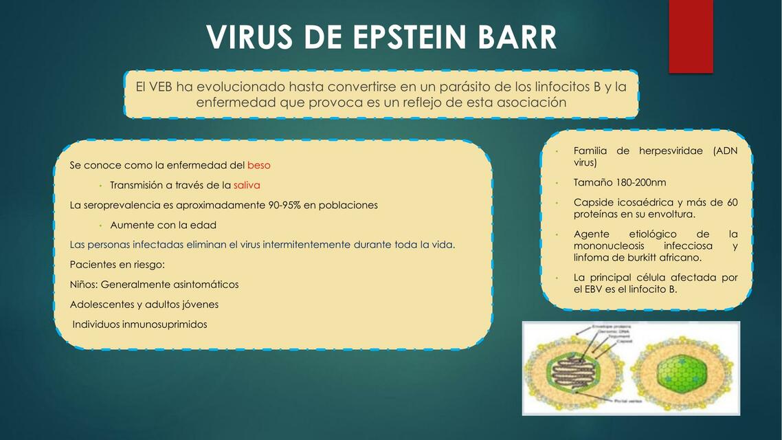 Virus de Epstein Barr