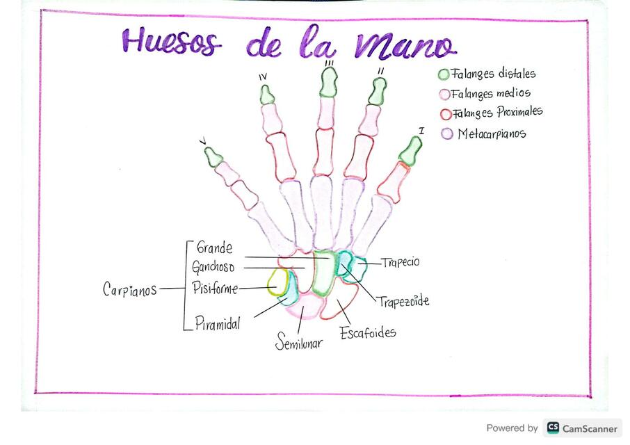 Anatomía de la mano 