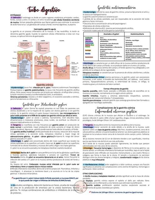 Sistema Digestivo Udocz