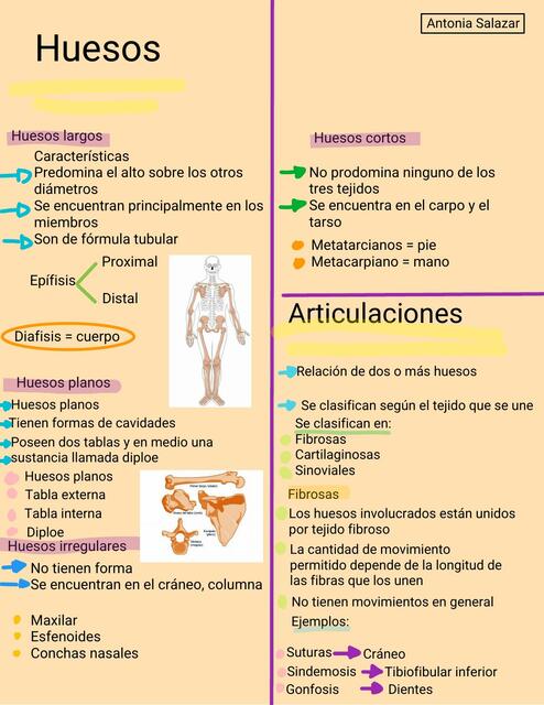 anatomia huesos y articulaciones