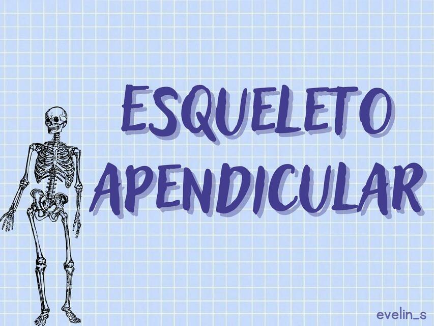 Esqueleto apendicular