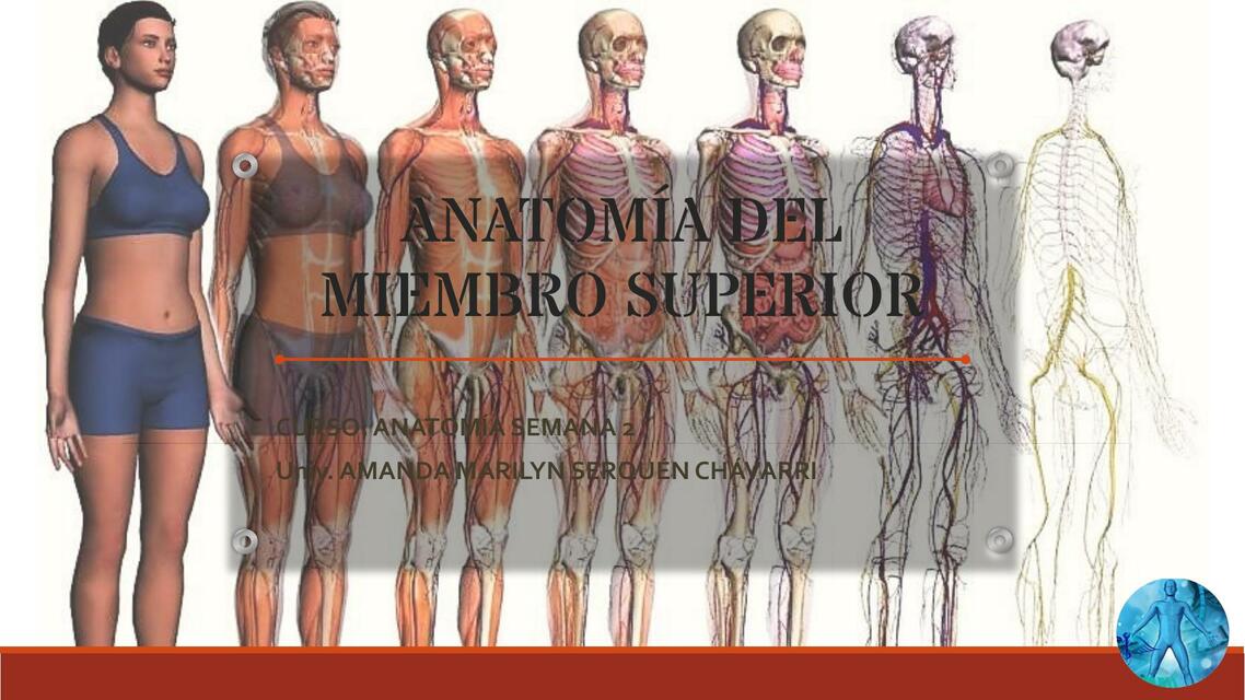 Anatomía del miembro superior