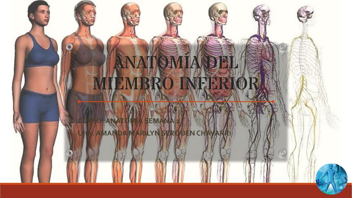 Anatomía del miembro inferior