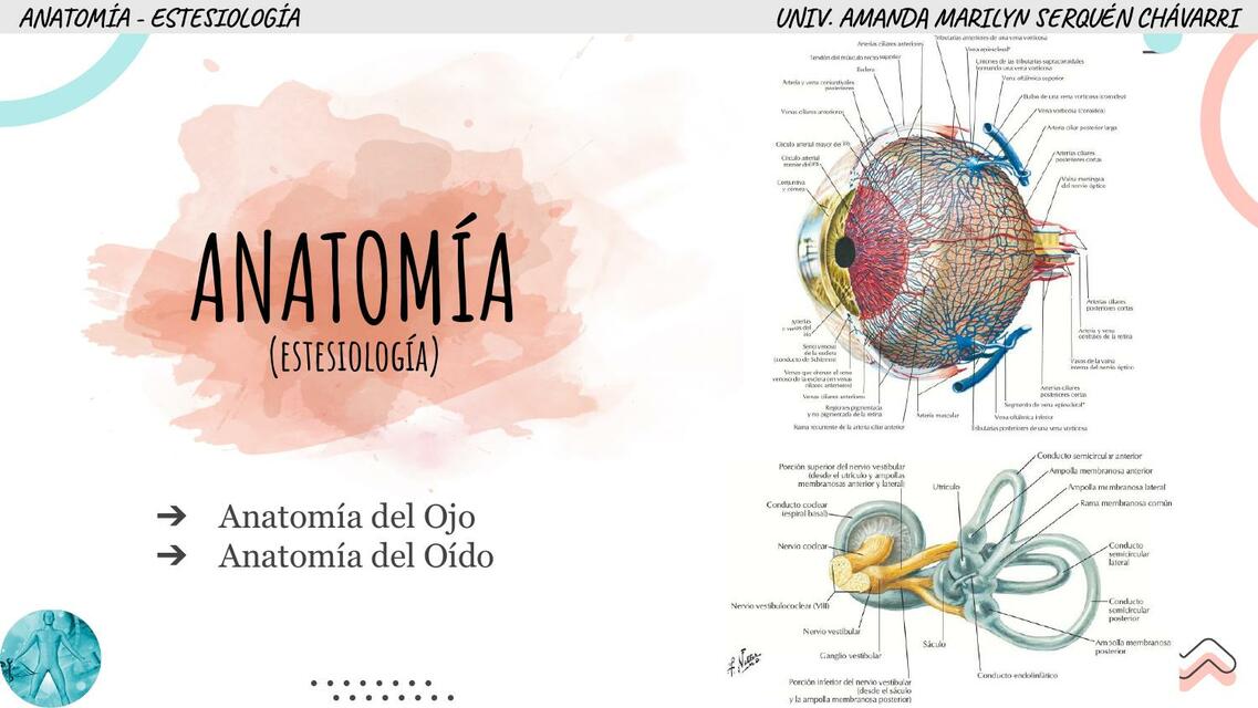 Anatomía ojo y oído