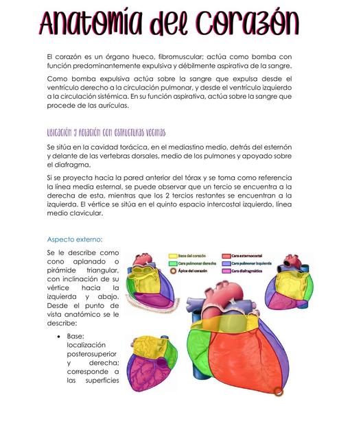 Anatomía del corazón