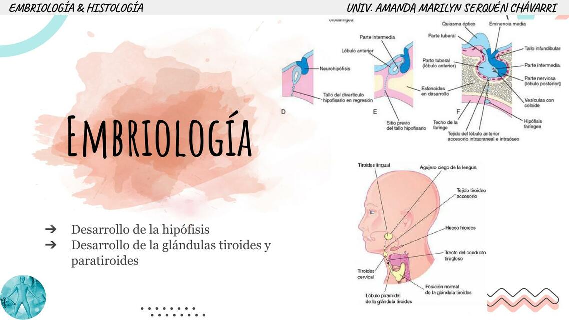 Desarrollo de la Hipófisis, Glándulas Tiroides y Paratiroides 