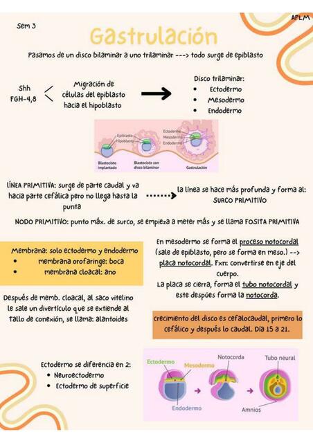 Gastrulación