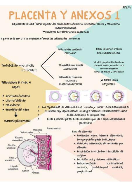 Placenta y Anexos