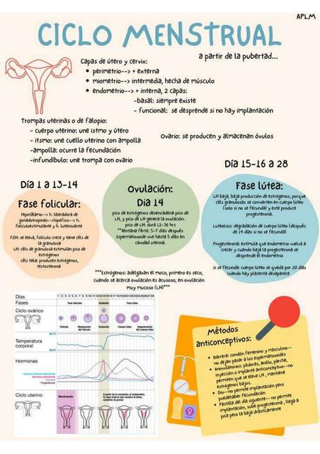 Ciclo Menstrual