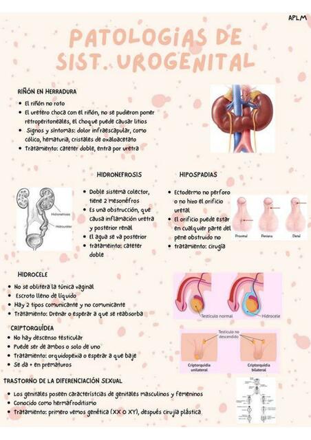 Patologías del Sistema Urogenital