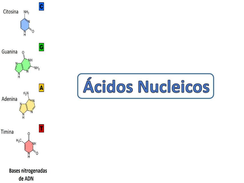 Ácidos Nucleicos