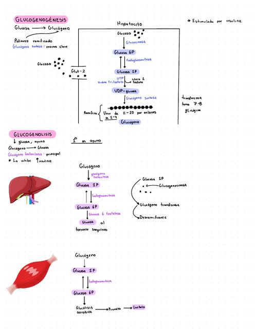 Gluconeogénesis y Glucogenolisis 