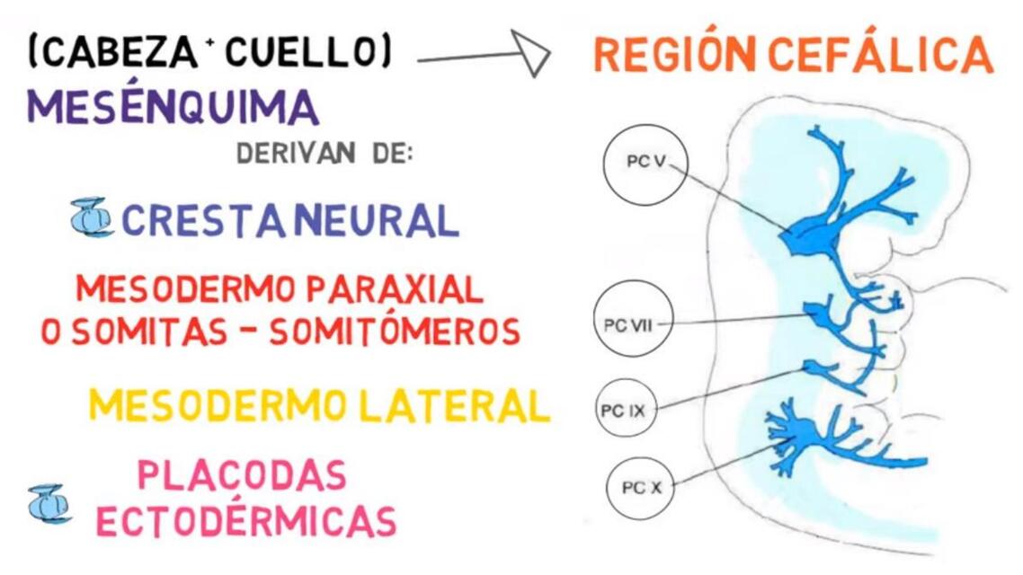 Región Cefálica  