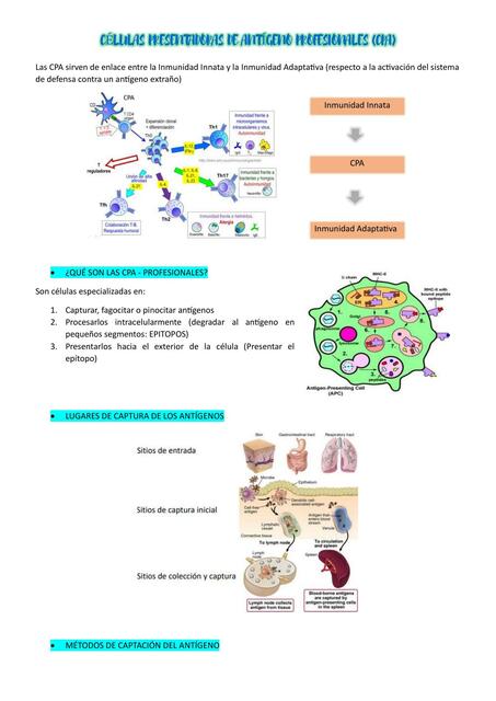 Células Presentadoras de Antígeno Profesionales 