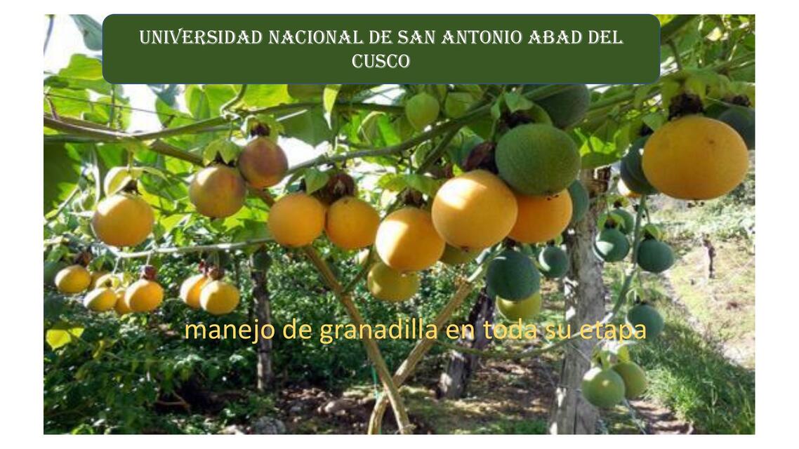 Manejo de granadilla en toda su etapa  