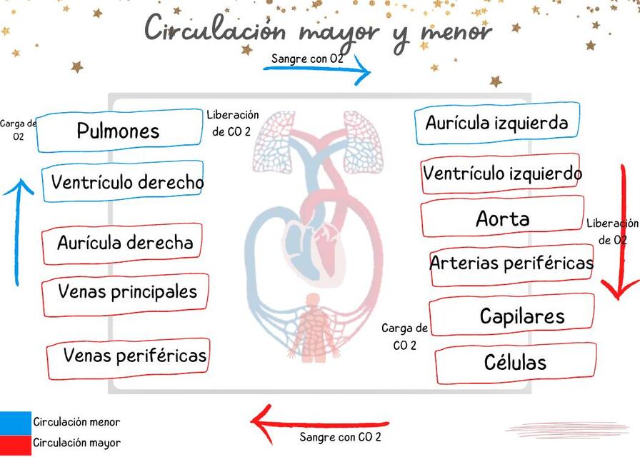 Circulacion mayor y menor 