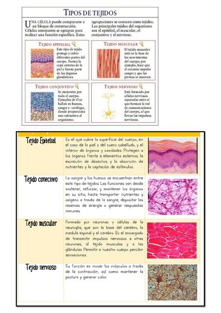 Tipos de Tejidos