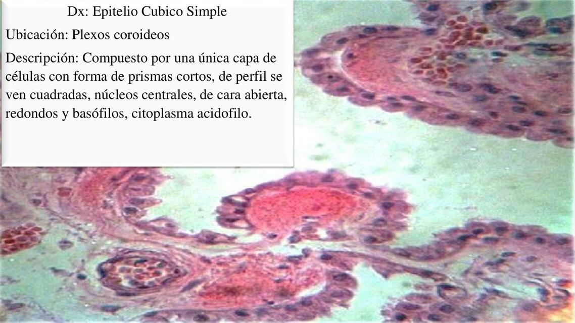 Histología