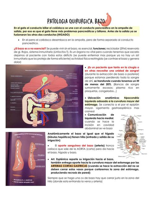 Patología quirúrgica bazo