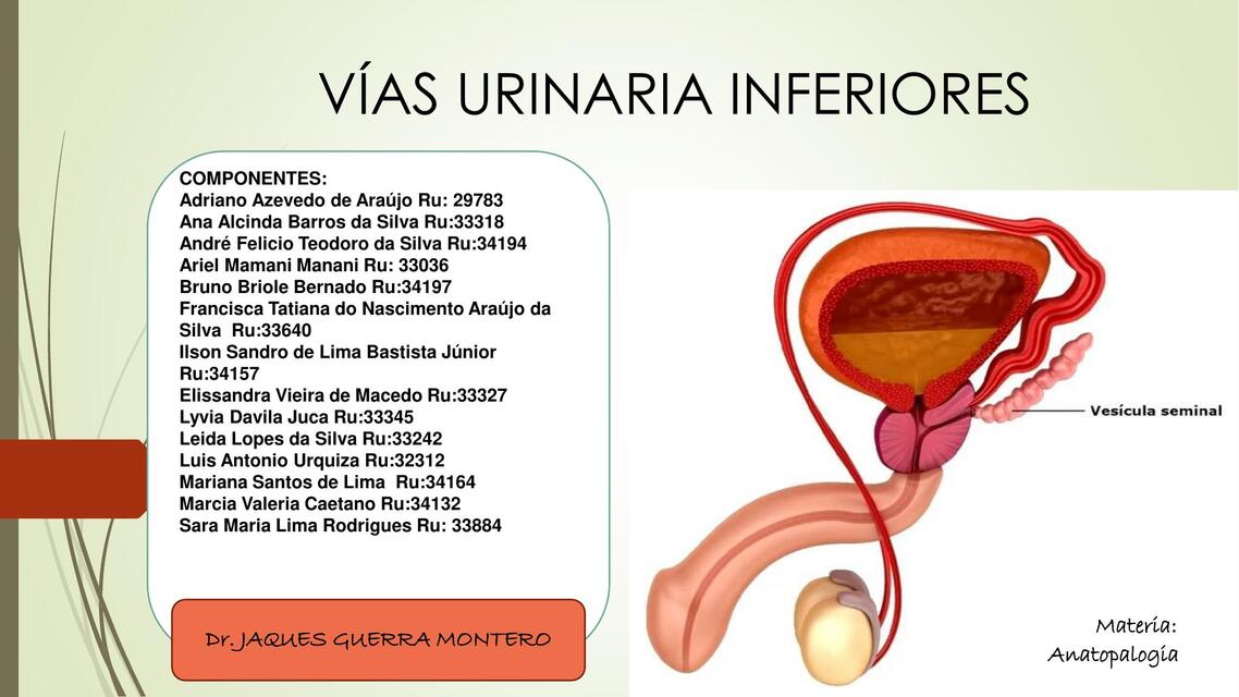 Vías Urinaria Inferiores 