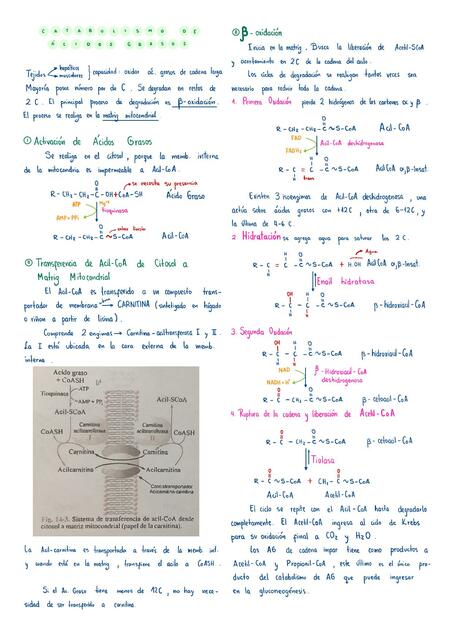 b oxidación