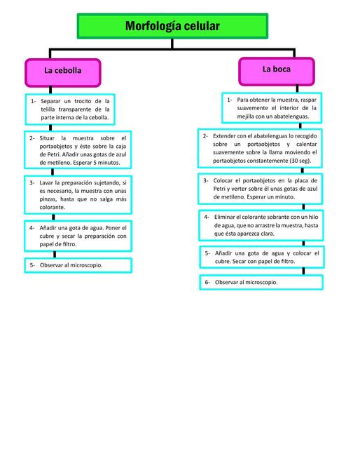 Morfología Celular 