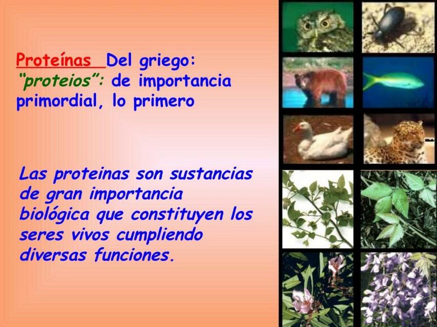 Proteínas biología