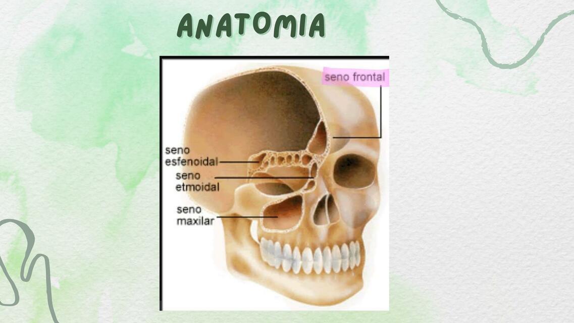 Anatomía 