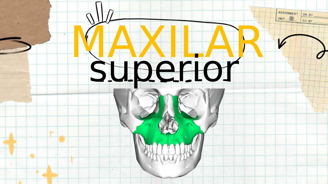 Maxilar Superior 