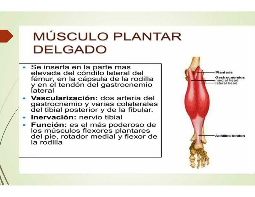 Musculos del pie presentacion