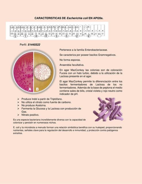 Caracteristicas de Escherichia coli en API20e