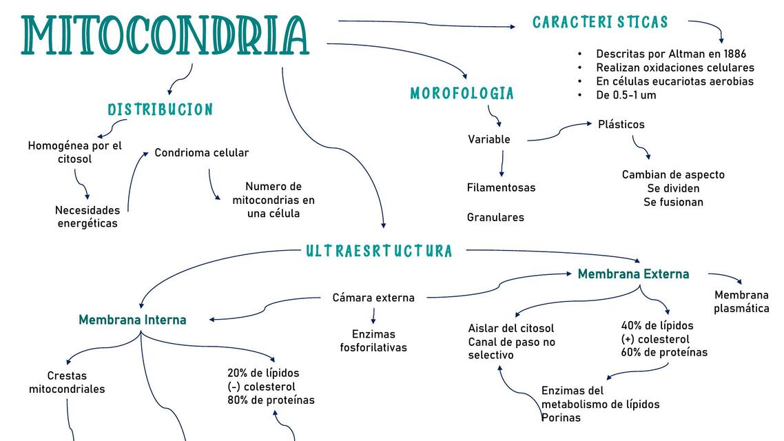 Mapa mitocondrias