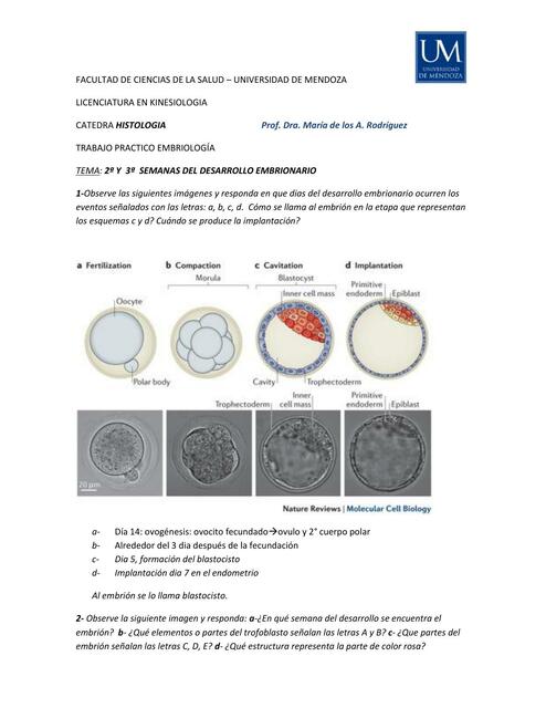 Semanas de desarrollo embrionario 