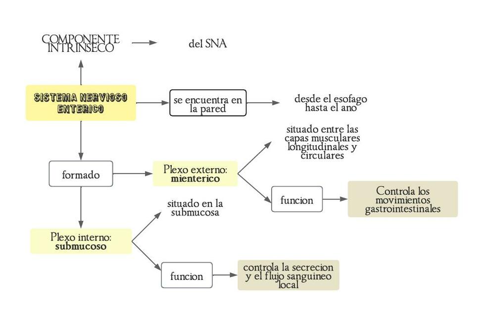 Sistema nervioso entérico