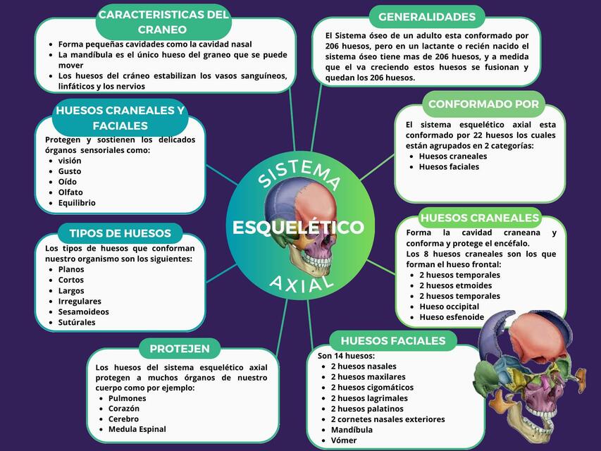 Sistema Esquelético Axial 