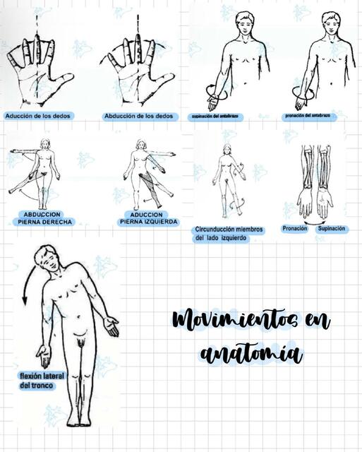 Movimientos en anatomía