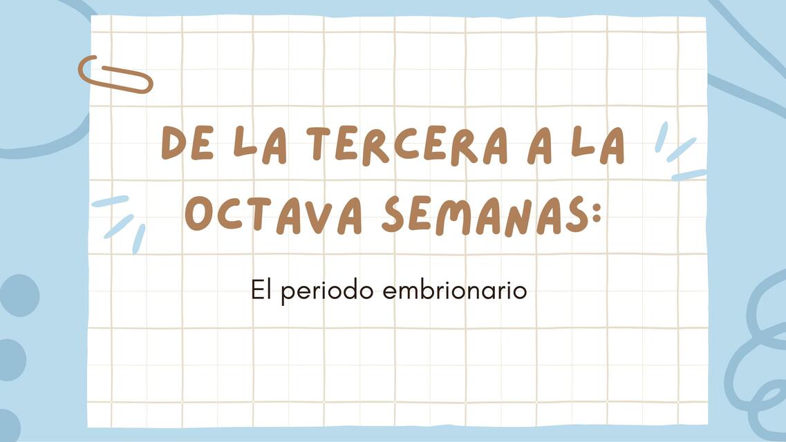 Periodo Embrionario: de la Tercera a la Octava semana