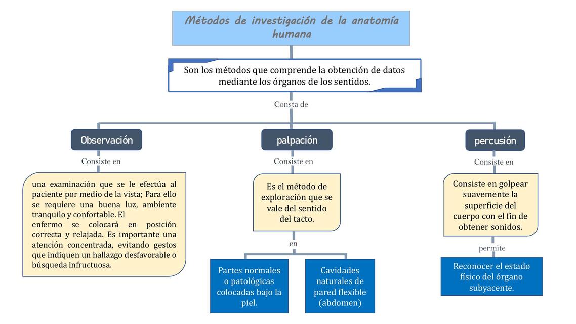 Mapa conceptual de anatomía humana