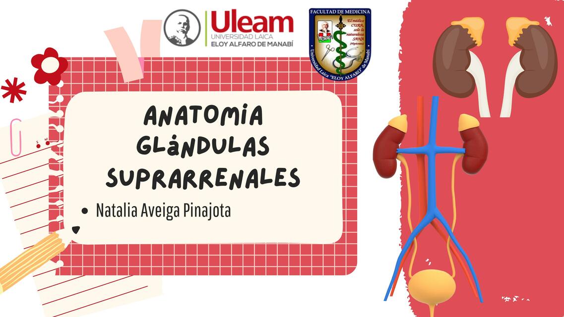 Anatomía-Glándulas Suprarrenales