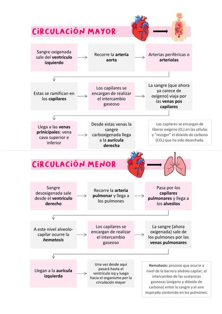 Circulación mayor y menor