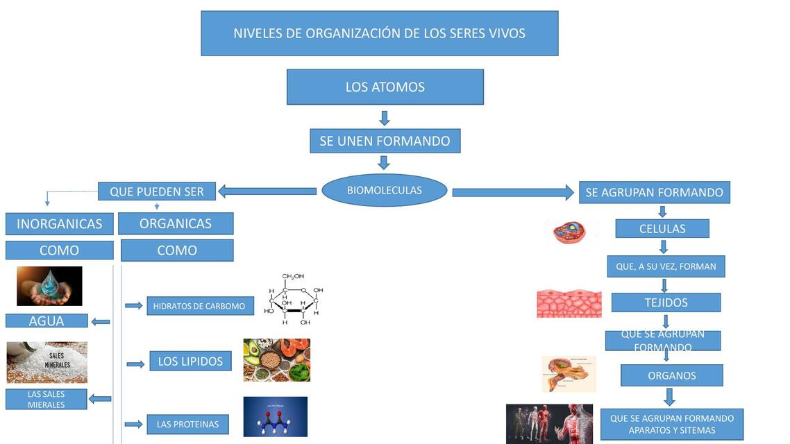 Niveles de organización de los seres vivos | Jhonatan Jahuana | uDocz