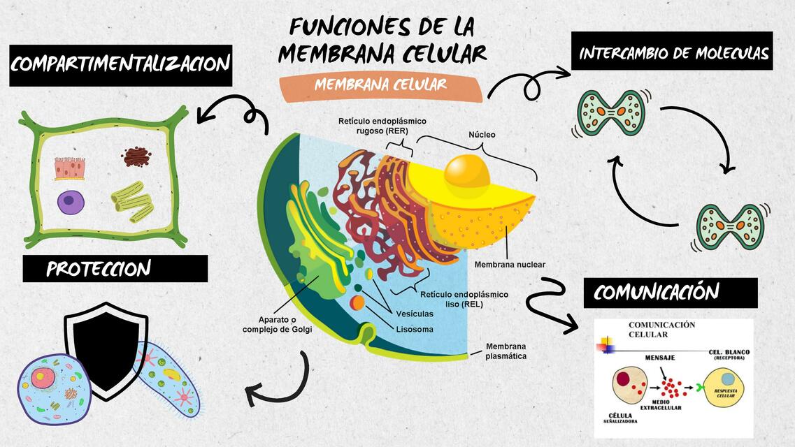 Mapa mental de las funciones de la membrana celular