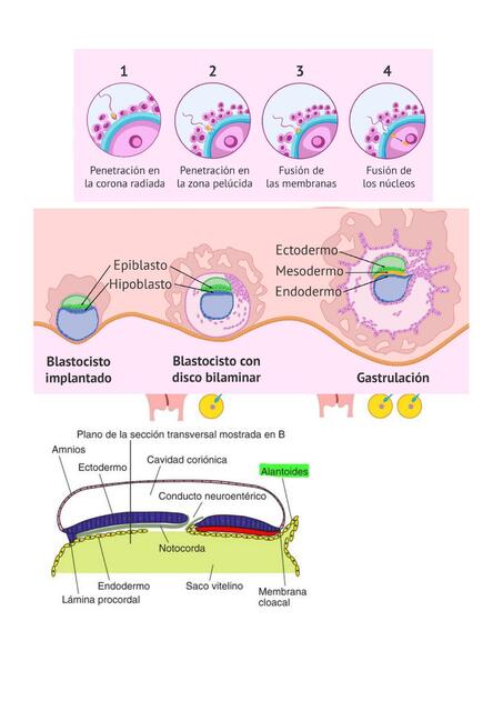 Embriologia